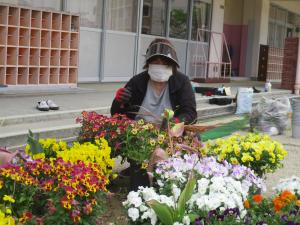 園長先生はチュウリップの球根抜き