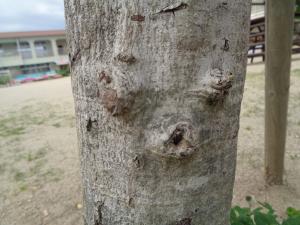 木の木目