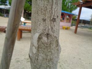 木の木目　別の顔