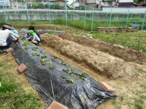 いも苗植え　写真