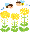 菜の花とはち