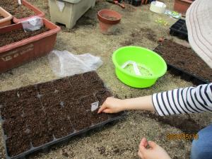 種を植えるために土に穴をあける