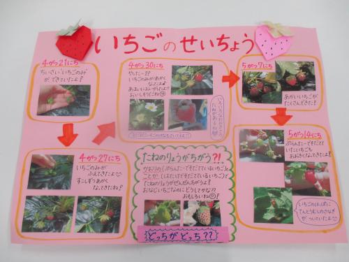 いちごの成長