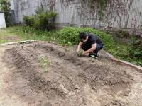 畑に夏野菜を植える保育者