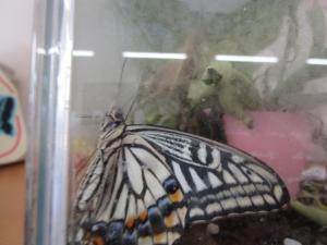 きれいな羽のアゲハ蝶