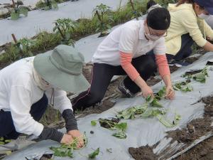 苗植えをしています