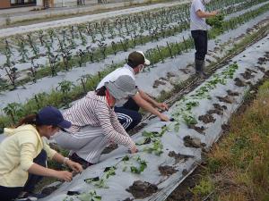 苗植えをしています