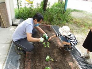 サツマイモの苗植えているところ