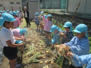 5歳児　玉ねぎを抜いています