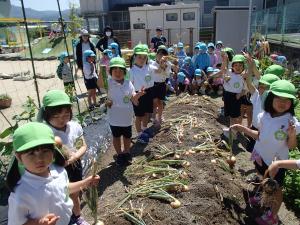 4歳児　玉ねぎを収穫しています