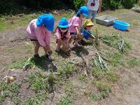 玉ねぎを収穫する5歳児