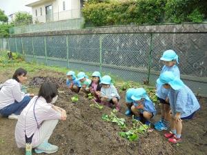 サツマイモの苗植え1