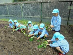 サツマイモの苗植え