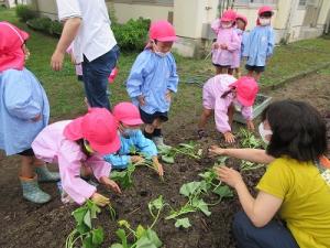 サツマイモの苗植え4