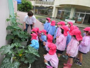 園内の野菜の見学