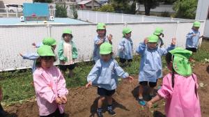 サツマイモの苗植え