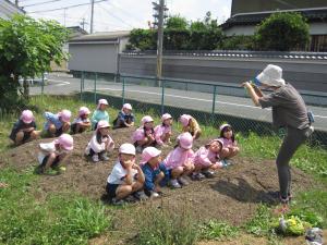 サツマイモの苗植え