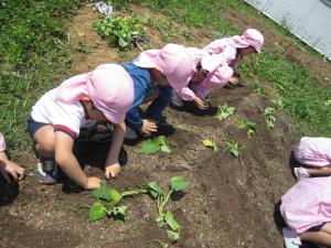 サツマイモの苗植え