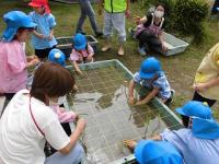 お米の苗を植える5歳児