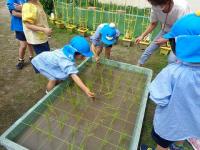 お米の苗を植える5歳児