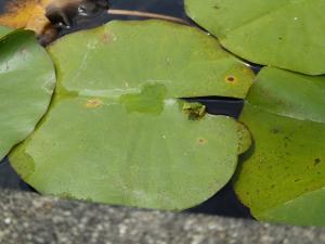 カエルが蓮の葉に乗っている