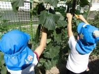 畑の野菜を収穫する5歳児