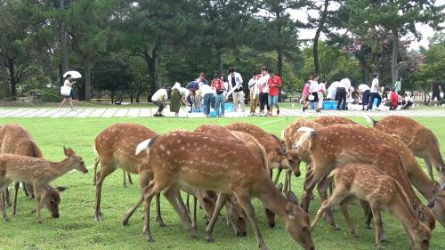 燈花会ボランティアの様子