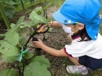 畑のナスビを収穫する5歳児