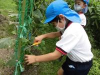 畑でキュウリを収穫する5歳児