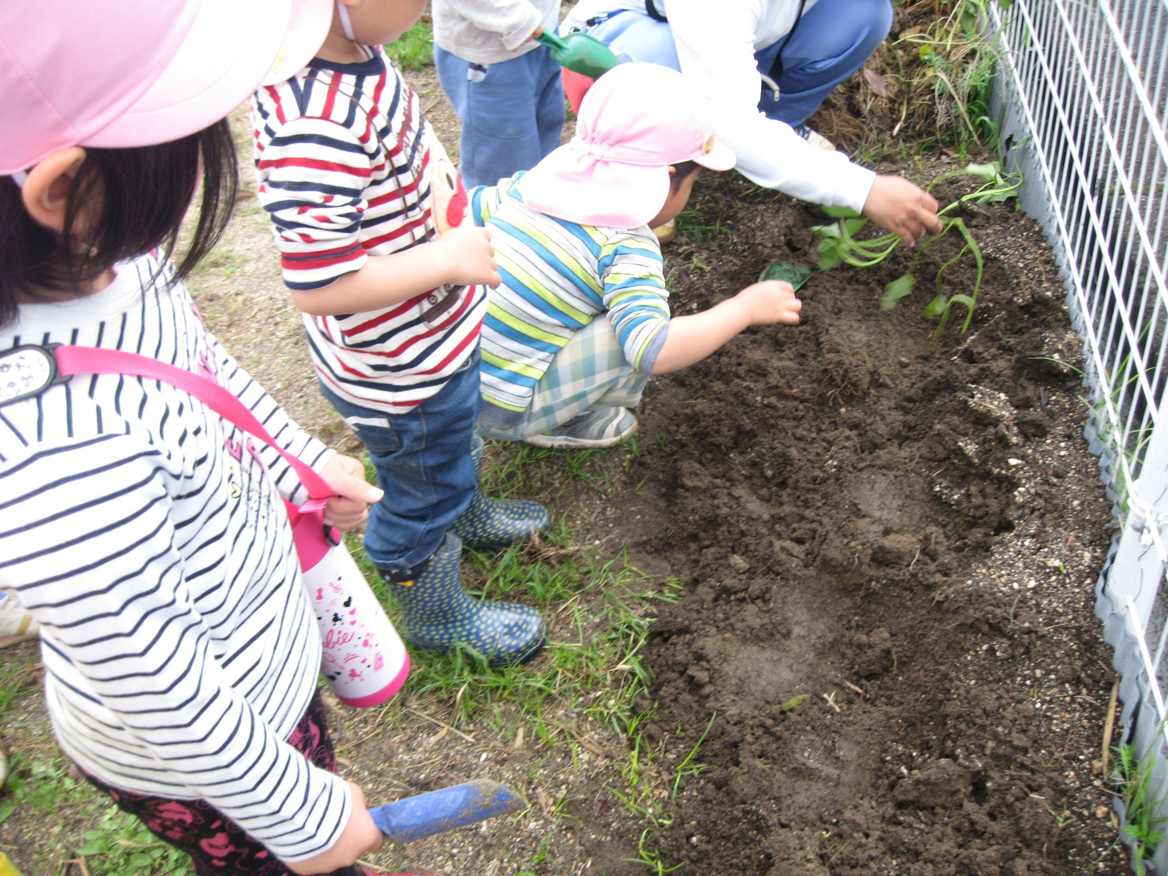 みんなでさつまいものつる植え