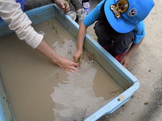 苗植え