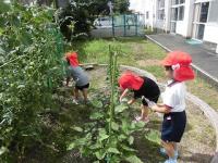 畑の野菜に水をやる4歳児