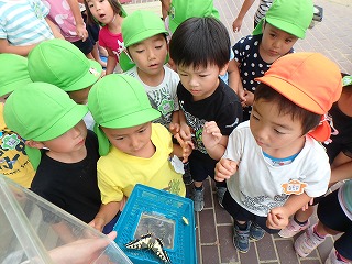 アゲハチョウの画像1