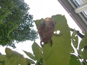 セミの抜け殻