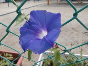 青い朝顔の花が咲きました
