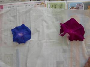 新聞紙の上にティッシュペーパーを置き、花を置きます