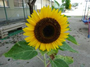 ヒマワリの花