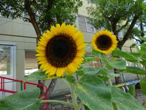ヒマワリの花2