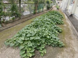 さつまいも畑