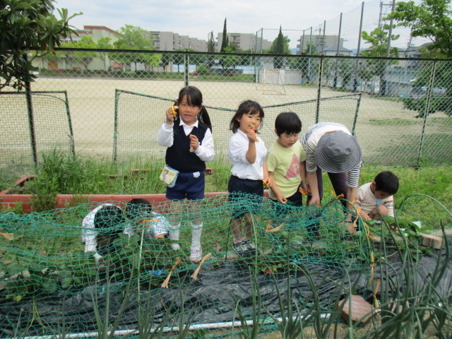 5月2日　　こいのぼり集会の画像8