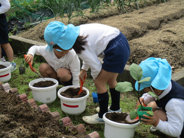 5月10日　自分で選んだ夏野菜を植えました。の画像1