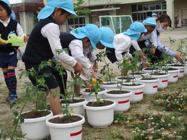 5月10日　自分で選んだ夏野菜を植えました。の画像2