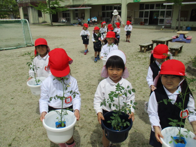 5月10日　自分で選んだ夏野菜を植えました。の画像3