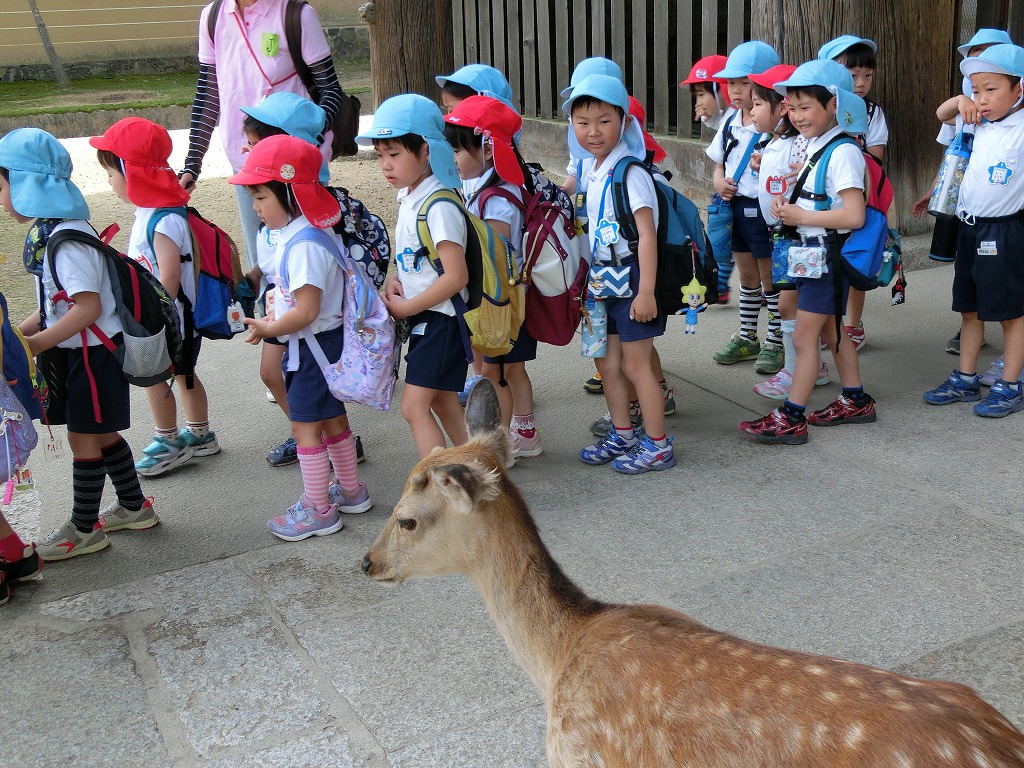 5月16日　春の遠足の画像4