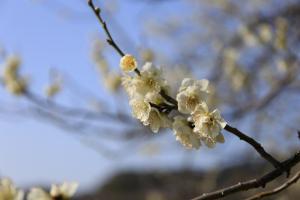 太宰府市の花