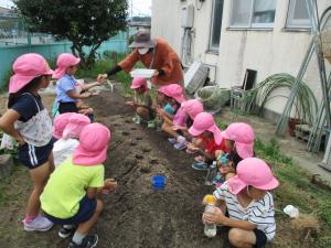 大根の種まき