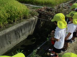 用水路を見て生き物を探しています