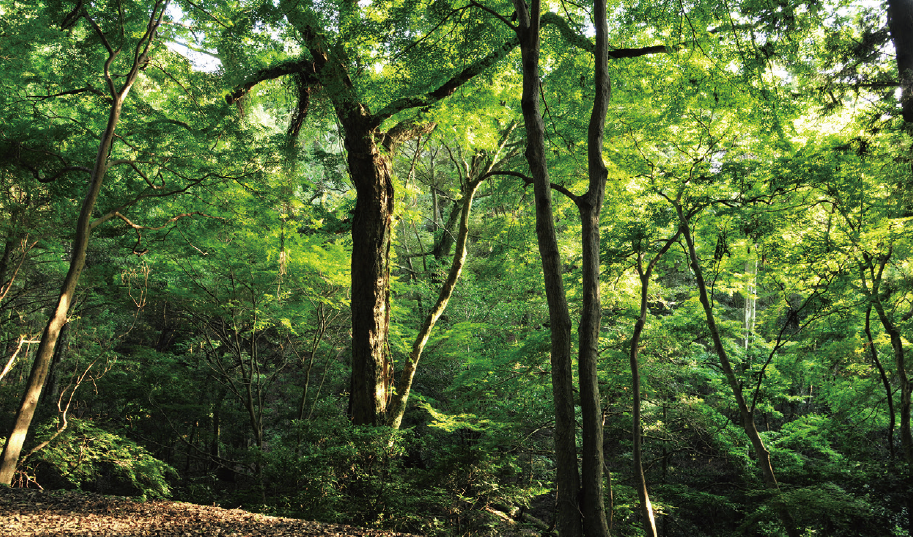 春日山原始林