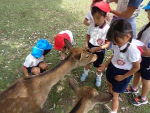 鹿を触る園児