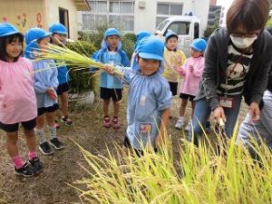 自分で刈った稲を持って嬉しそうにしている5歳児